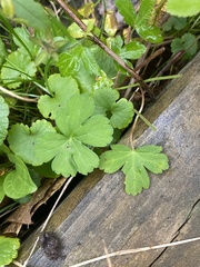 Geranium thunbergii