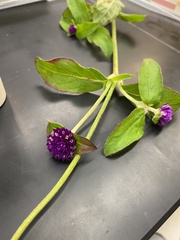 Alternaria gomphrenae