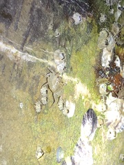 Aratus pisonii