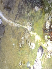 Aratus pisonii
