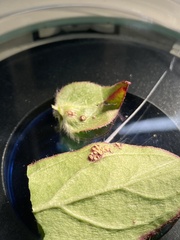 Alternaria gomphrenae