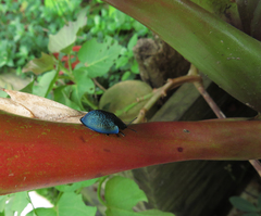 Cyrtonota thalassina
