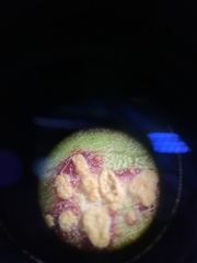 Alternaria gomphrenae