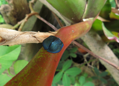 Cyrtonota thalassina