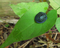 Cyrtonota thalassina