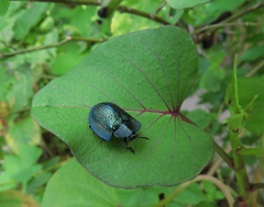 Cyrtonota thalassina