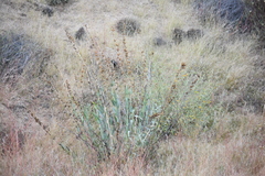 Penstemon centranthifolius