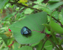 Cyrtonota thalassina