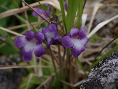 Pinguicula macroceras