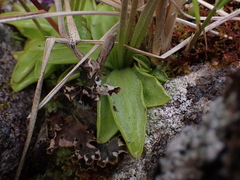 Pinguicula macroceras