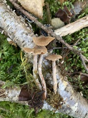 Cortinarius flexipes