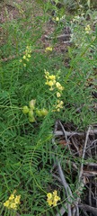 Astragalus douglasii