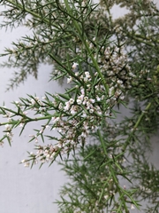 Colletia