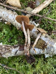 Cortinarius flexipes