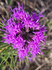 Liatris punctata