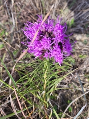 Liatris punctata