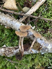 Cortinarius flexipes