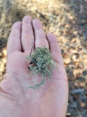 Usnea