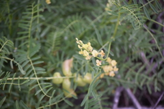Astragalus douglasii