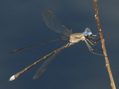 Archilestes californicus