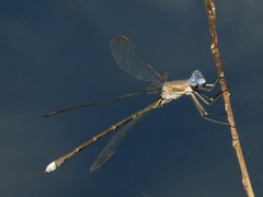 Archilestes californicus