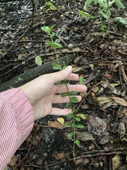 Myrcianthes fragrans