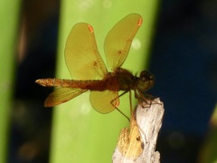 Perithemis intensa