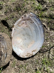 Utterbackiana suborbiculata