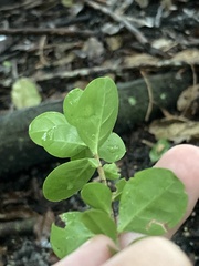 Myrcianthes fragrans