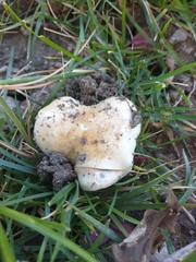 Hebeloma crustuliniforme