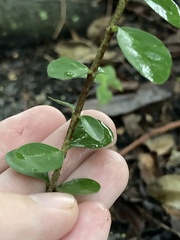 Myrcianthes fragrans