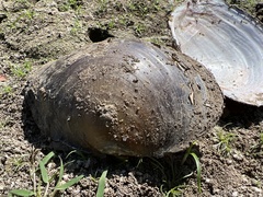 Utterbackiana suborbiculata