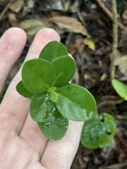 Myrcianthes fragrans