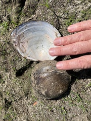 Utterbackiana suborbiculata