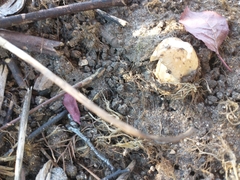Hebeloma crustuliniforme