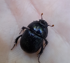 Geotrupes balyi