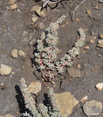 Halogeton glomeratus