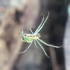 Leucauge