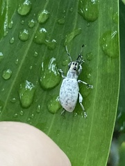 Myllocerus undecimpustulatus