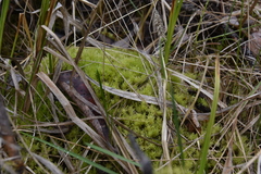 Aulacomnium palustre