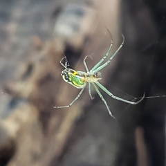 Leucauge