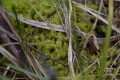 Aulacomnium palustre