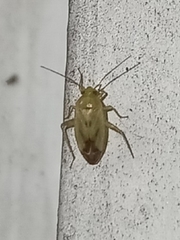 Taylorilygus apicalis