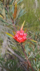 Lambertia formosa