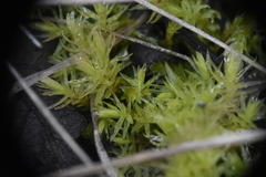 Aulacomnium palustre