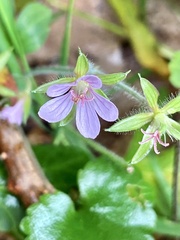 Geranium thunbergii