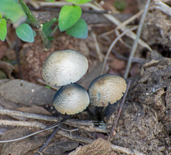 Panaeolus cyanescens