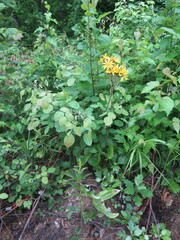 Ligularia calthifolia
