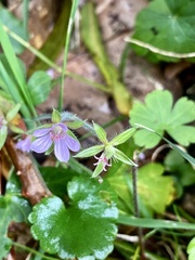 Geranium thunbergii
