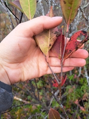 Viburnum cassinoides